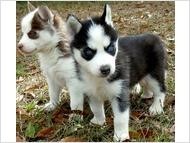 Siberian Husky - AKC registered rare white / black