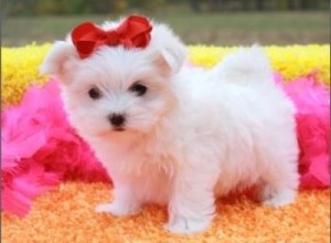 Pure White Maltese puppies