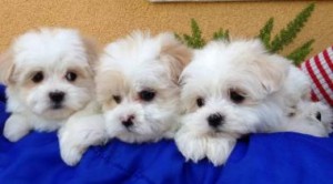 Maltese Dogs