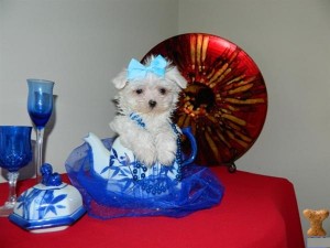 12 Weeks Old Maltese Puppies for Sale