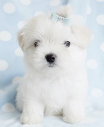 Lovely Maltese Puppies