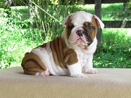 AKC CH Lined English Bulldog Pupppies!!
