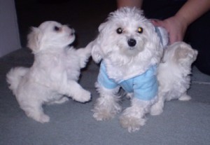 Adorables Maltese Puppies