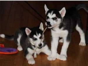 Siberian Husky Puppie