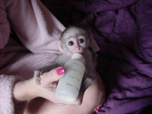 Adorable TAMED Capuchin Monkeys