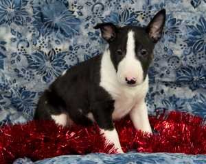 Excellent Bull Terrier Puppy