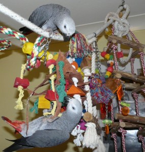 CONGO AFRICAN GREY PARROTS FOR ADDOPTION
