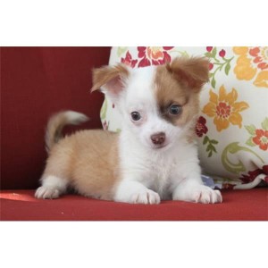 Adorables Chihuahua Puppies