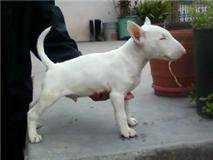 Show Quality Bull Terrier pups