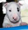 Amazing Bull Terrier  Pups