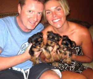 Yorkshire Terrier - Yorkie Puppies