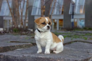 Cute Chihuahua Puppies