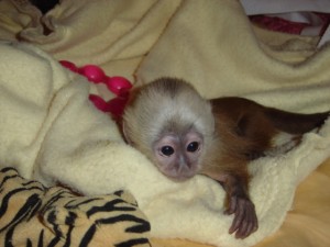 Capuchin Monkeys