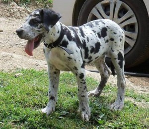 Great Dane Puppies- ONLY 1 boy &amp; 1 girl left- 12 weeks