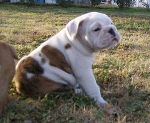 English Bulldog Puppies