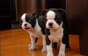 Boston Terrier Puppies For Sale