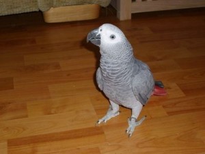 Talking Pair of African Grey Parrots