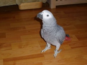 Parrots need new home
