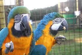 Blue and Gold Macaws