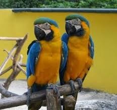 Free Macaw Parrots