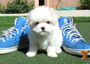 Tiny Teacup Maltese Puppy