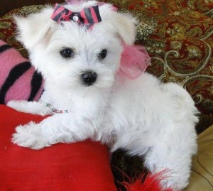 Maltese pup