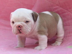 Gorgeous English Bulldogs