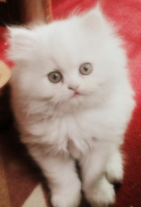 Stunning Persian Kitten For Re-homing.