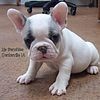 Outstanding French Bulldog puppies