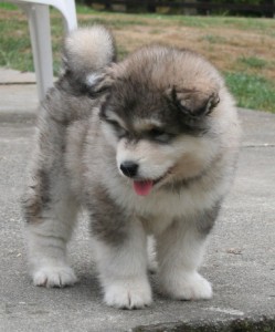 Alaskan Malamute