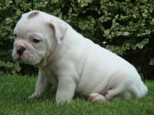 Female English Bulldog Puppies