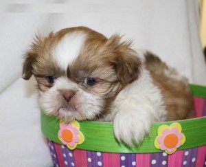 Lovely Shih Tzu puppies