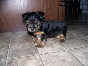 AKC Registered Teacup Yorkies Puppies Availables