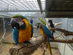 Tamed Blue and Gold Macaw Parrots