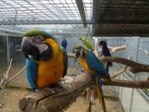 Free Macaw Parrots