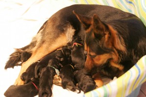 German Shepherd Puppies