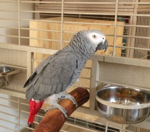 African Grey Parrot for Adoption