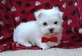 Playful T-Cup Maltese for re-homing