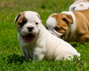 English bulldog puppies for adoption