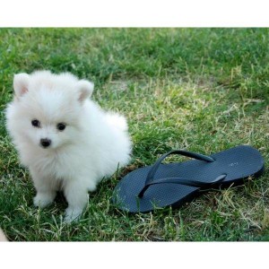 Pure Pomeranian puppies Available