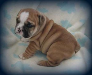 Exceptional English Bulldog