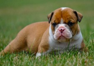 English bulldogs