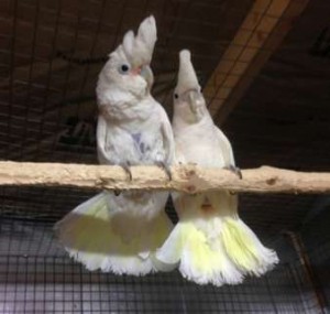 Goffin's Cockatoo