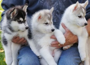 Siberian Husky puppies ready
