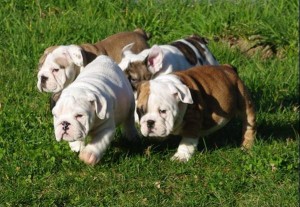 English Bulldog puppies