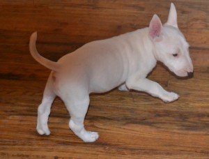 Bull terrier puppies