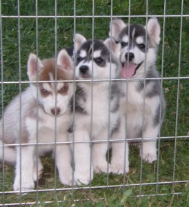 Siberian Husky Purebred