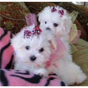 Super Adorable &amp; Playful White Maltese Puppy