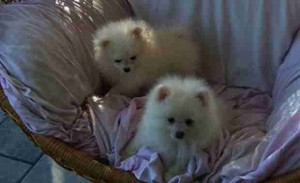 Miniature Pomeranian  Puppies