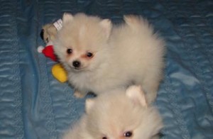 Lovely Pomeranian Puppy